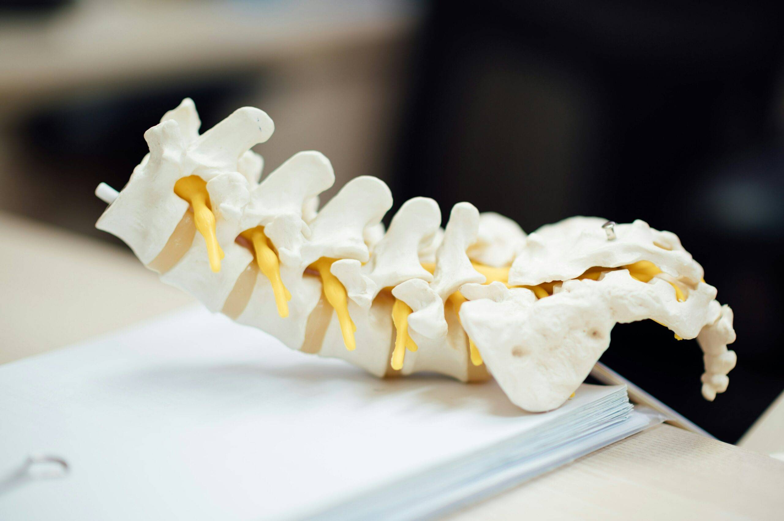 The Science Behind Spinal Adjustments: How Chiropractic Care Relieves Pain